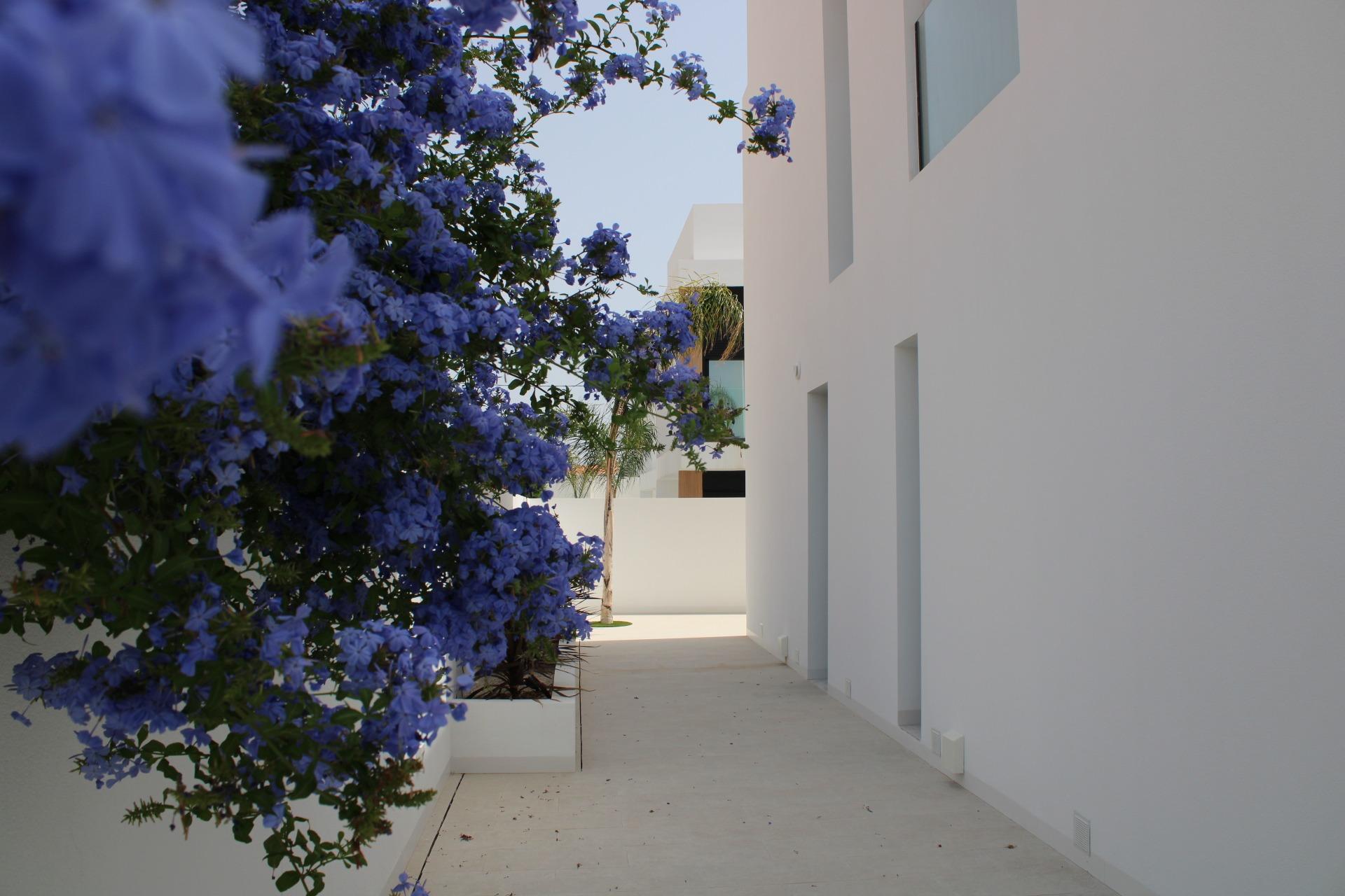White minimalist building along a walkway with a purple-blue flowering vine on the left and white planters.